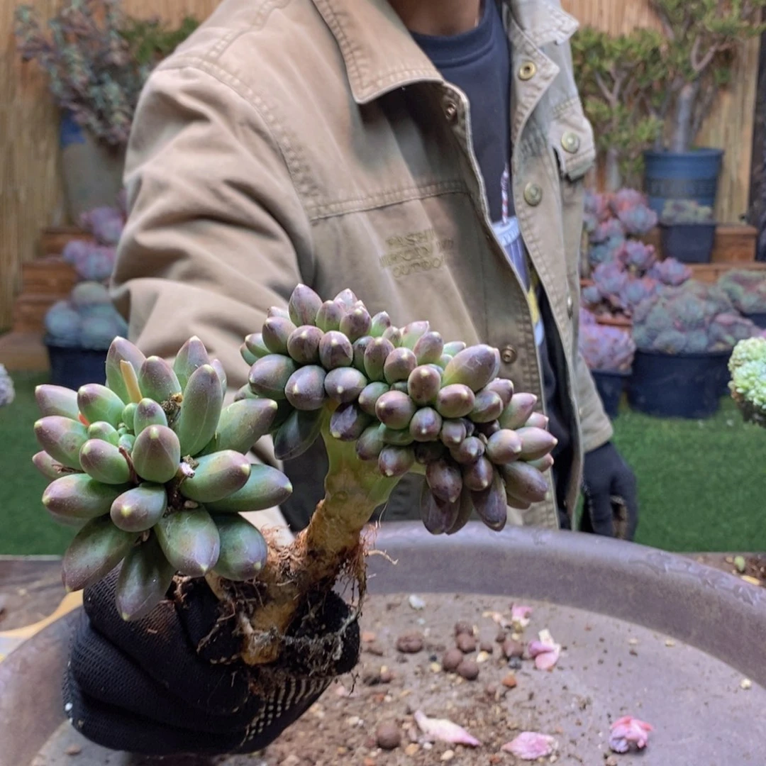 桃****?232 千代田缀化多肉