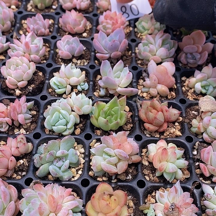 80 多肉植物盆栽花卉植物