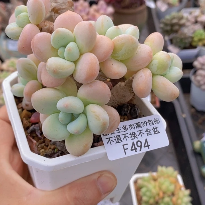 香水洛神老桩有掉叶9cm494多肉植物