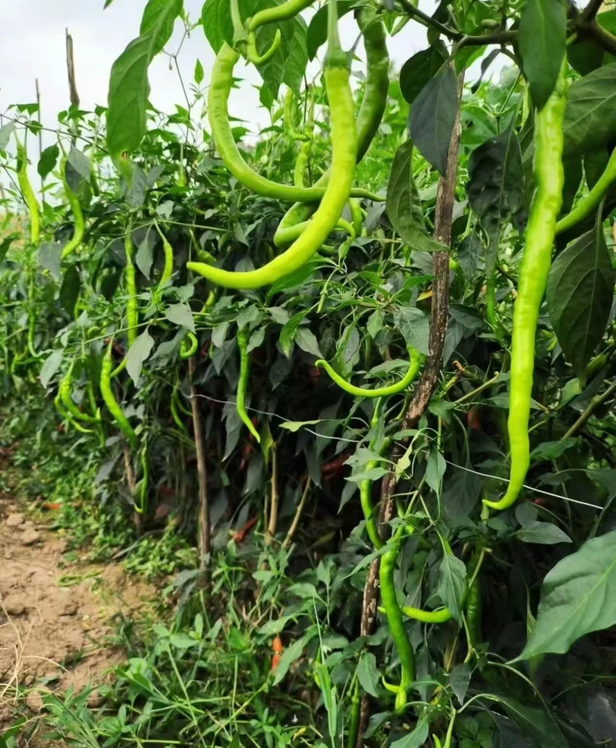 （选二娃山货）新鲜二荆条辣椒 农家自种 现摘现发 香辣爽口