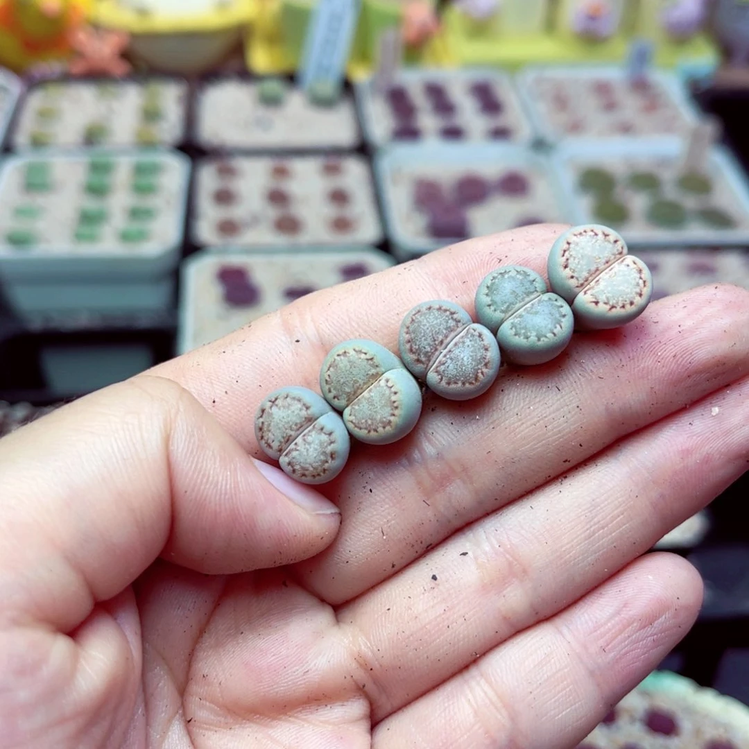 奶*敷71号带盆包邮发货