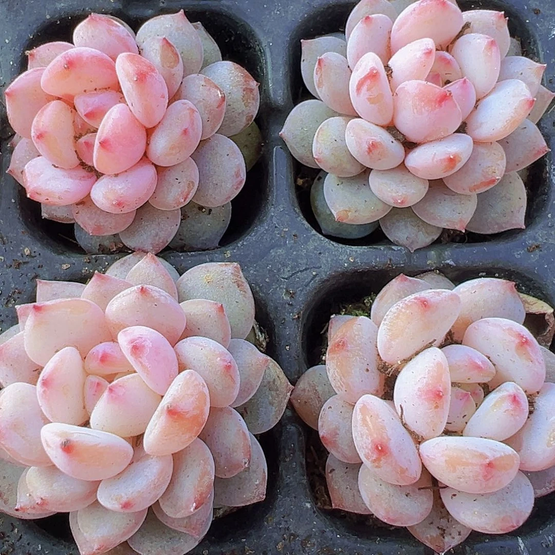星星橙5颗19包邮植物