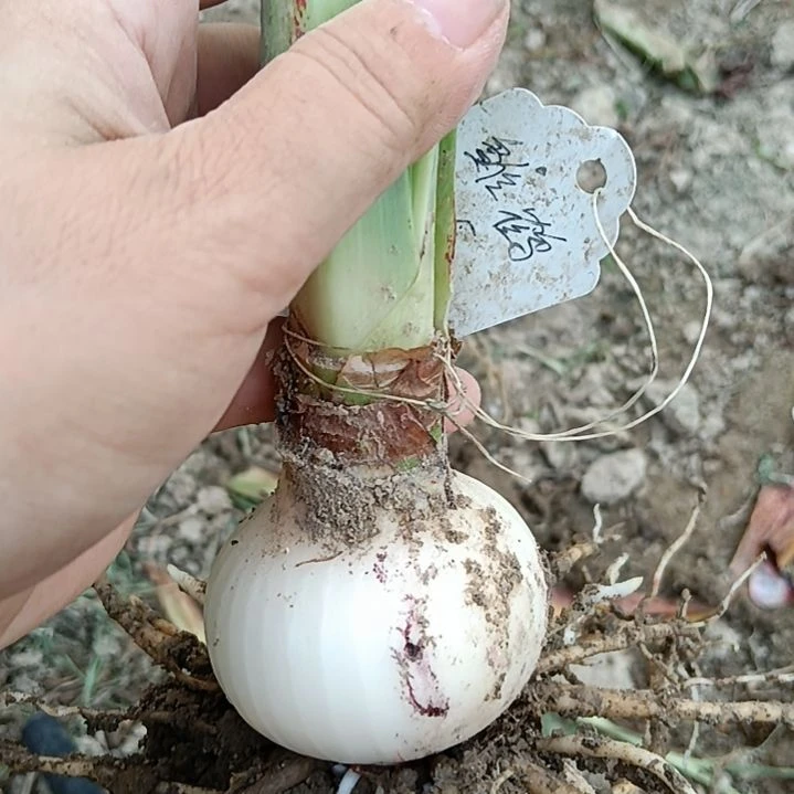 当前无花栽培后可以开花雏鹤5+