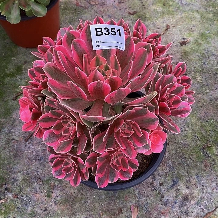女妖多肉植物351