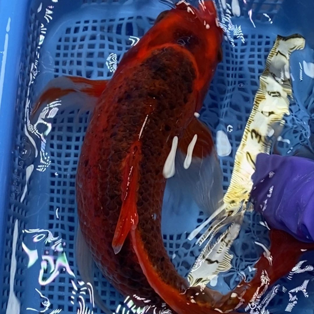 锦鲤冷水锦鲤包邮