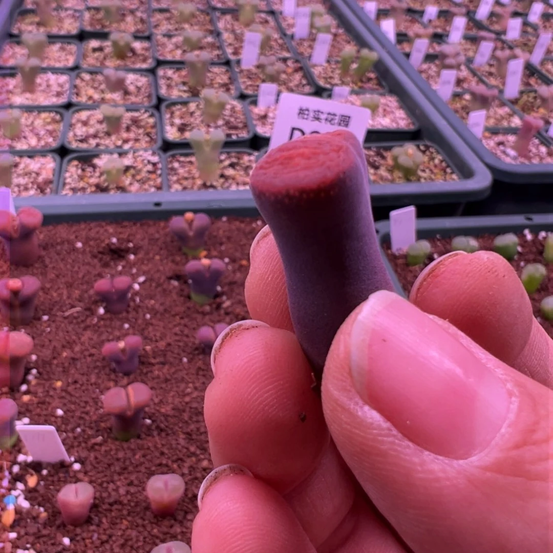 b****u255。优选草莓蛋糕……