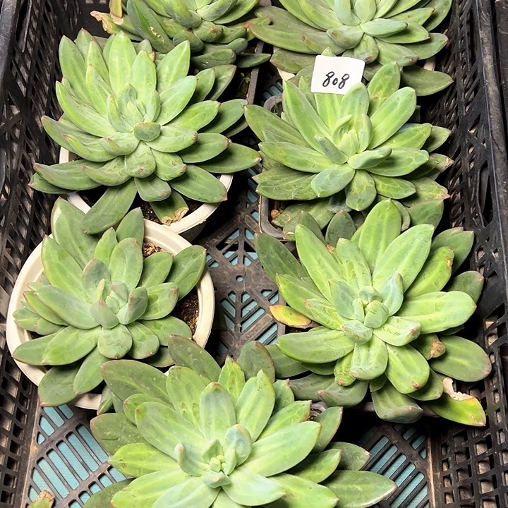 808/////////////////