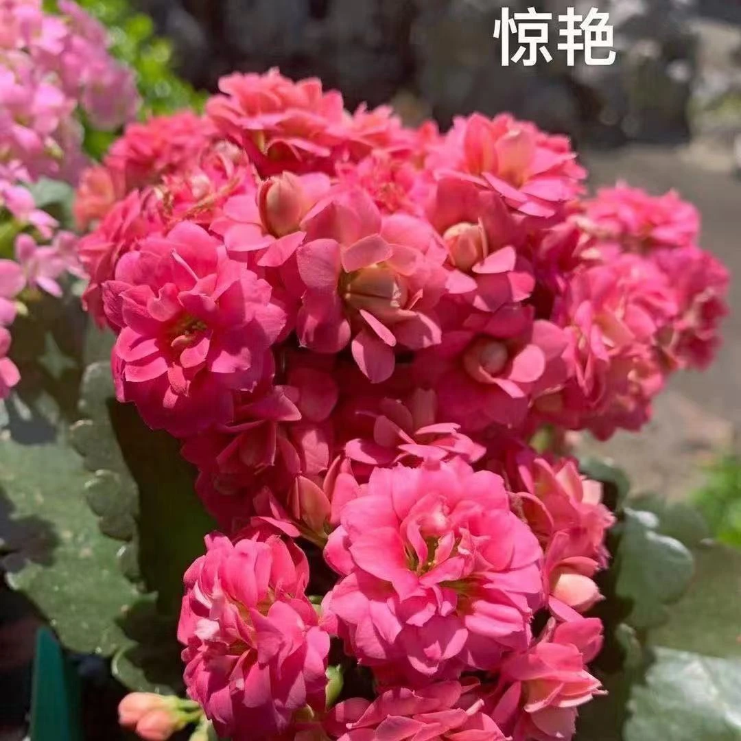 【唐卡】80盆长寿花