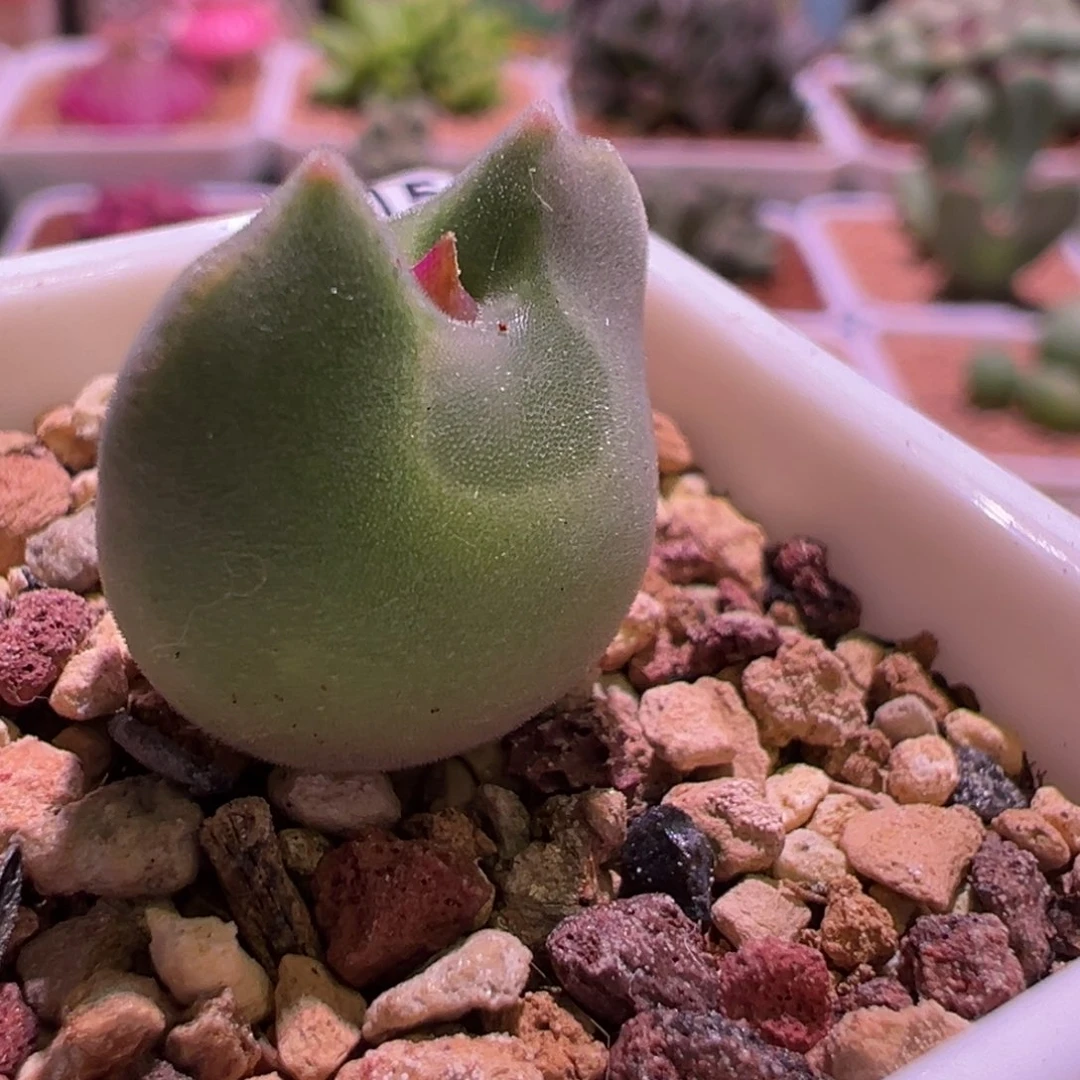 1523，蛙哥种源，短耳空蝉，3年