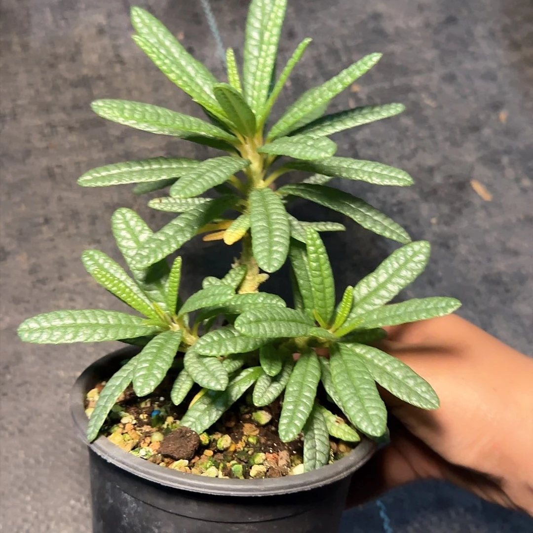 多肉植物泡泡叶巨硫桑