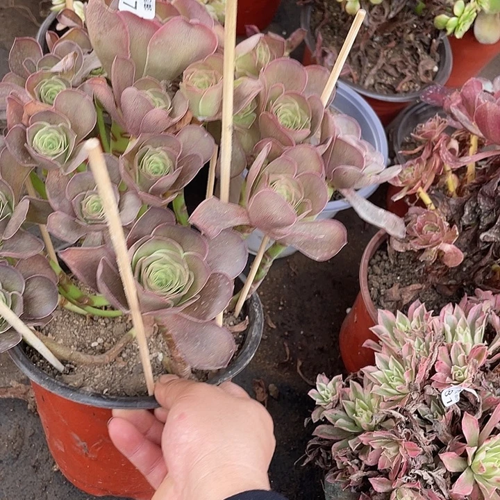 257灰魅金玫瑰多肉植物法师