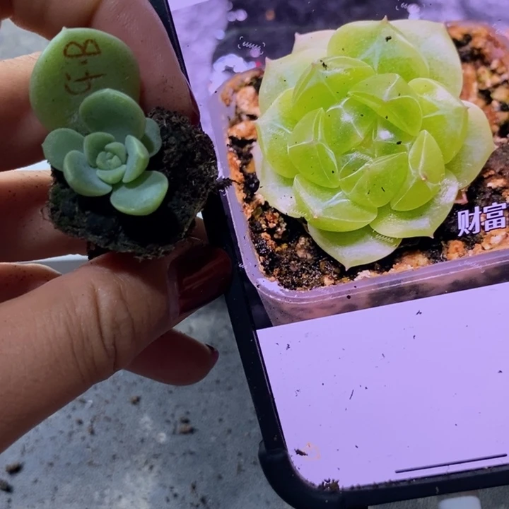 财富B芽苗一个多肉