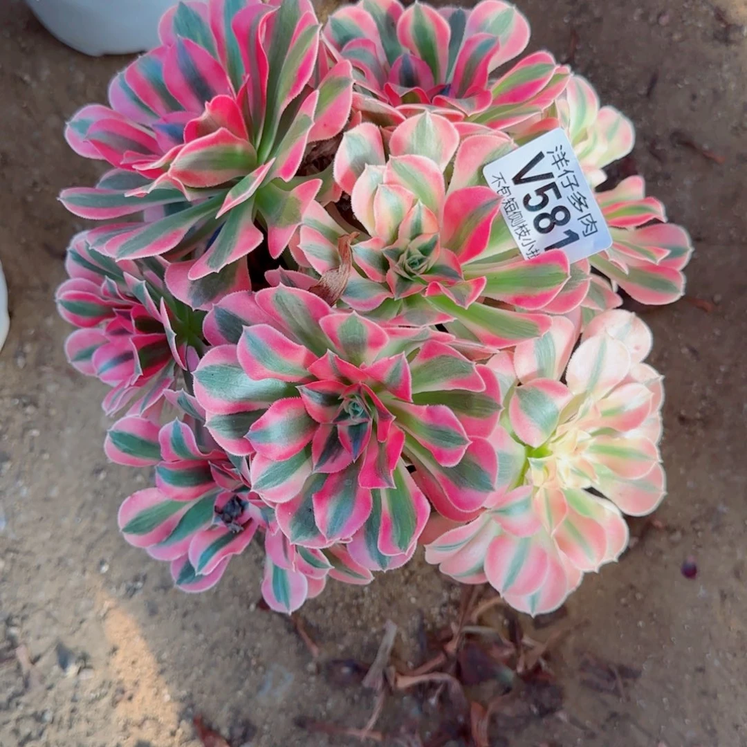 粉女巫法师581冠幅25