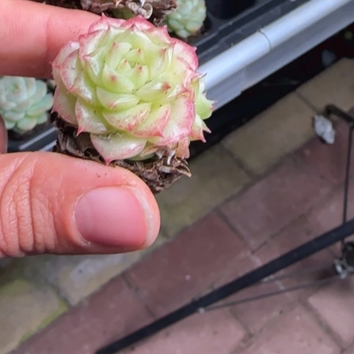 85号  麦秆加库存