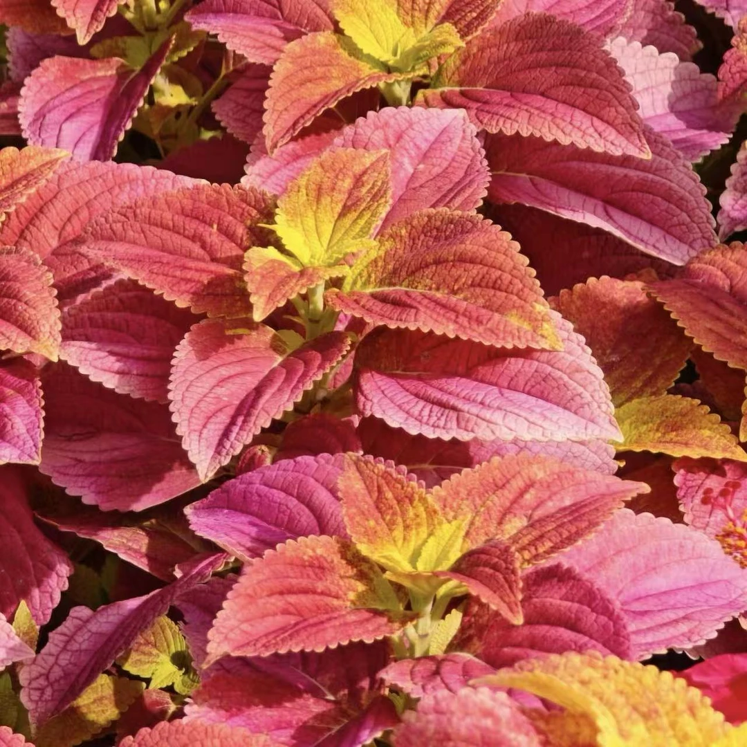 彩叶草盆栽观叶植物生长快多年生庭院阳台花卉新手易养护