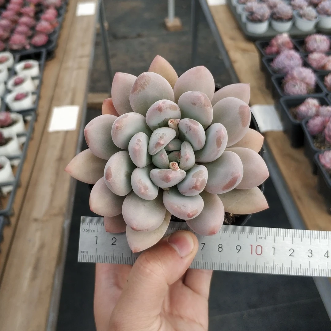 香水（大单头）多肉植物