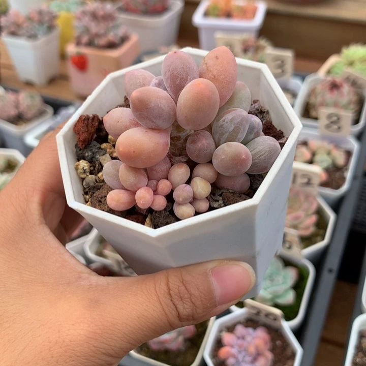 精控汤圆一物一拍