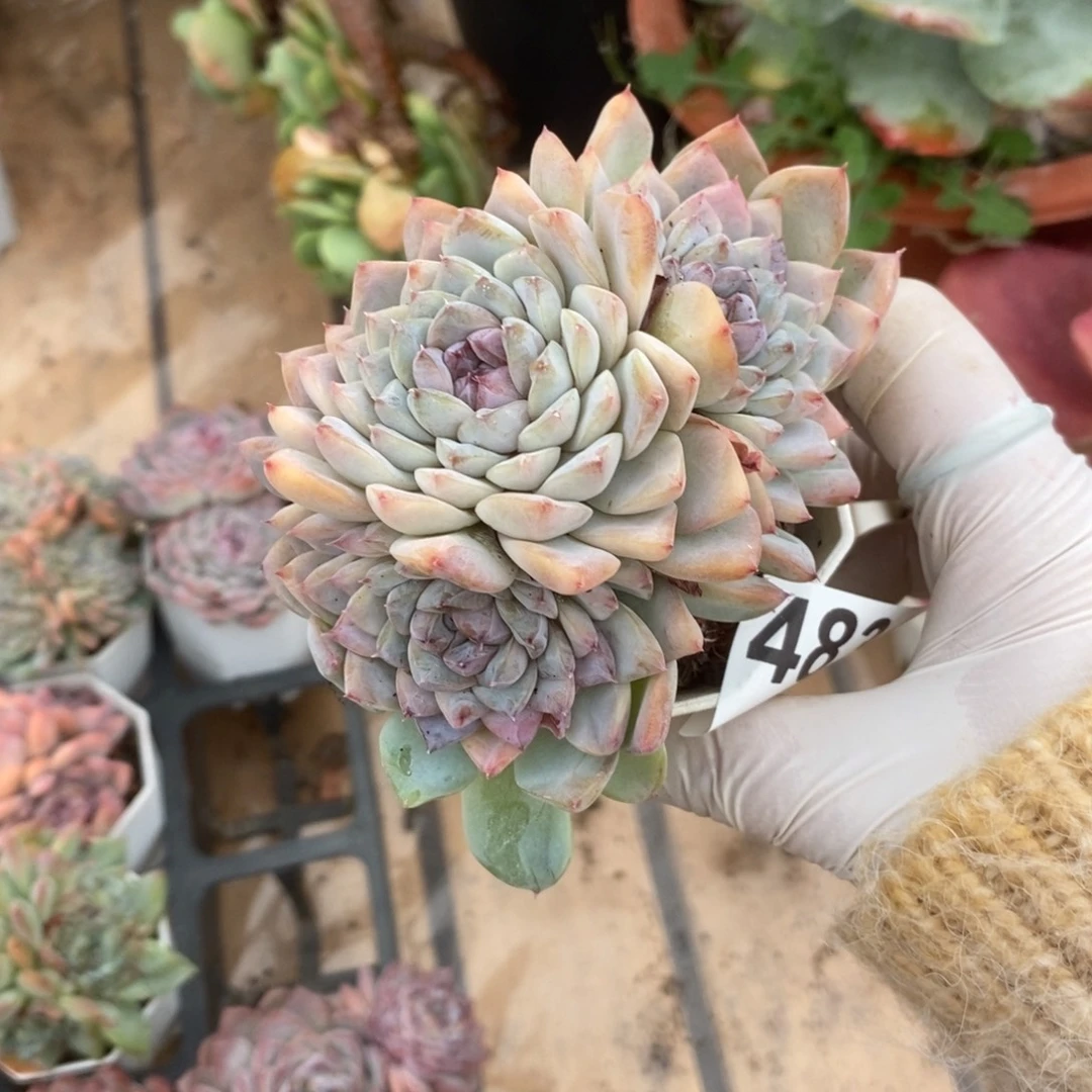 483冰魄多头一物一拍