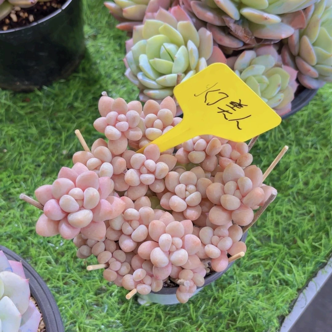 V***s我的小可爱们都好可爱啊