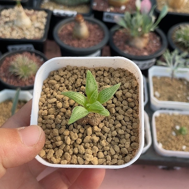 青***木926块根寿块根植物