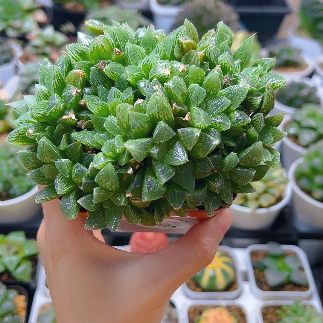 6405多肉植物一颗多肉多肉