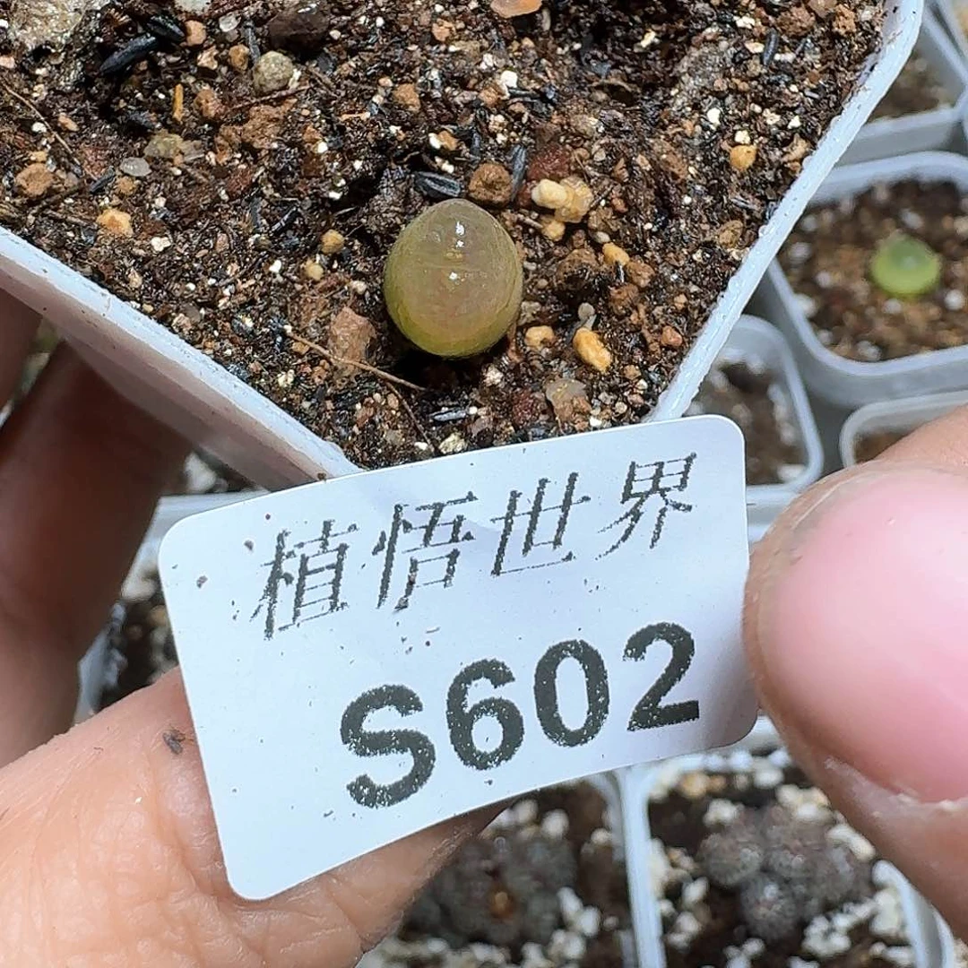 602号多肉植物哇fv