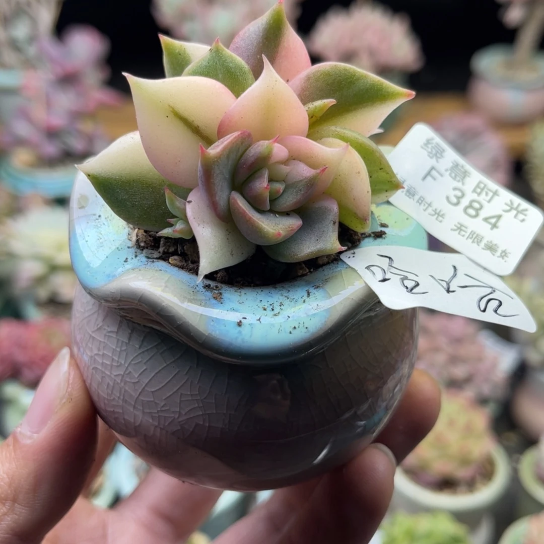 哈*哈384 带陶瓷盆发货 满28包邮