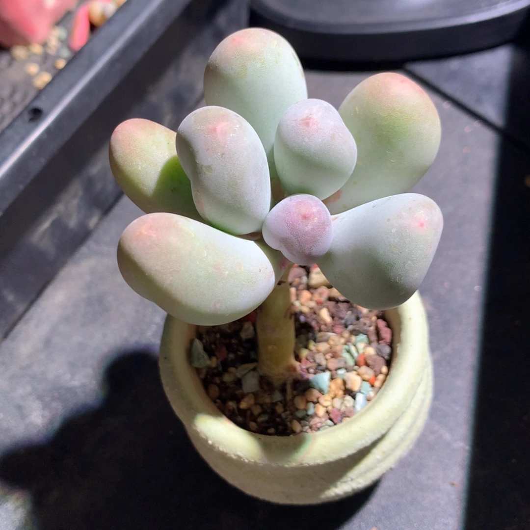 米可奶酪还好哈哈哈