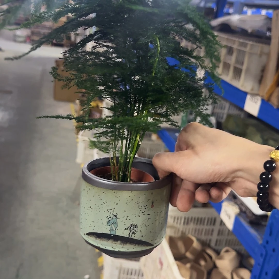 送文竹···········