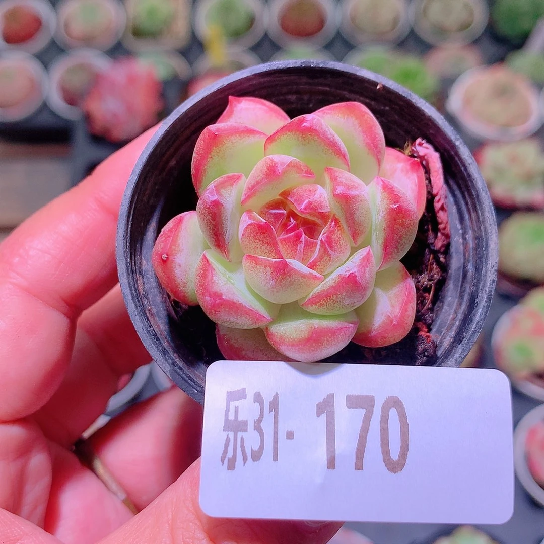 乐然31-170 新品单头