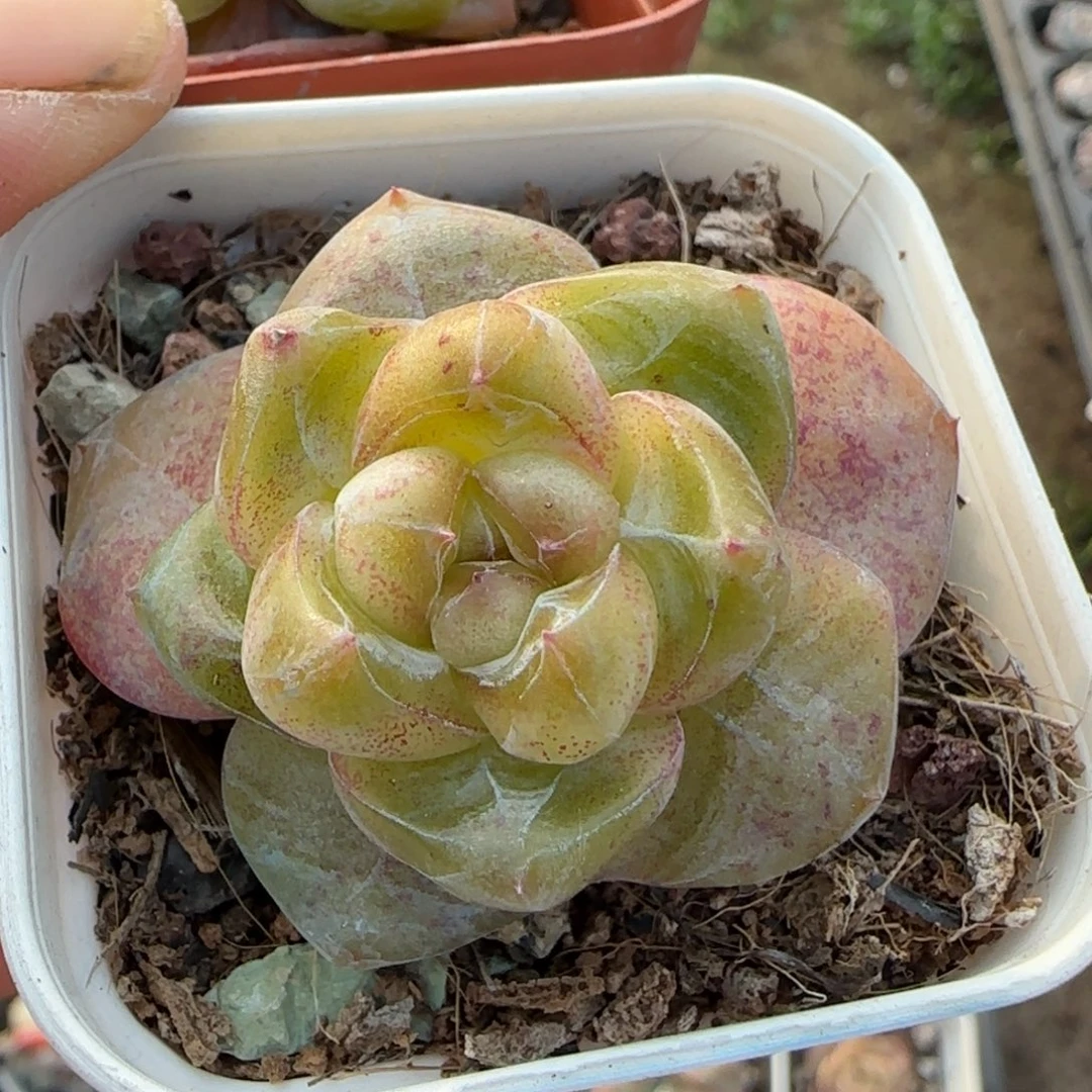 小卡拉米糖心一物一拍