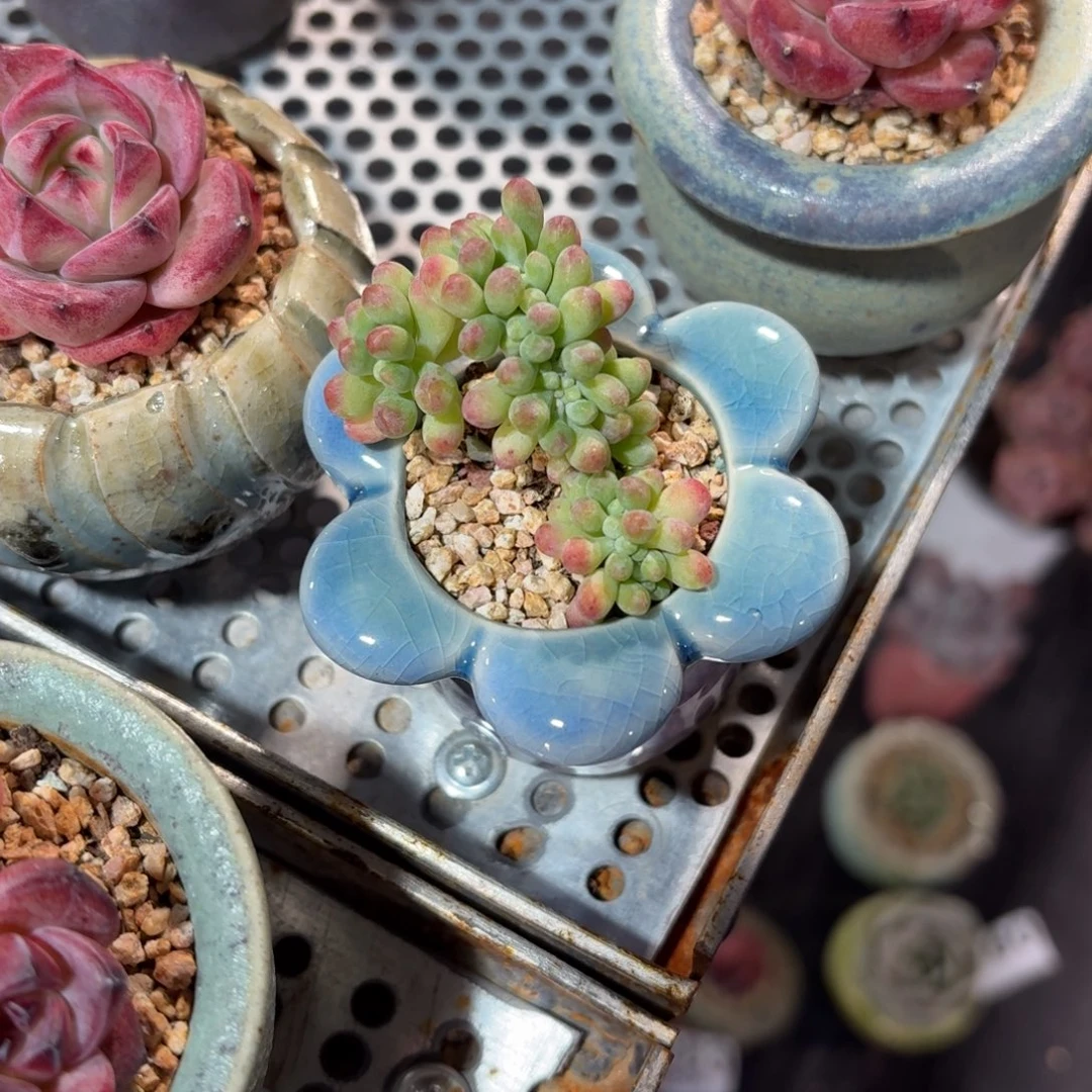 大***妹乙女心缀化小花朵