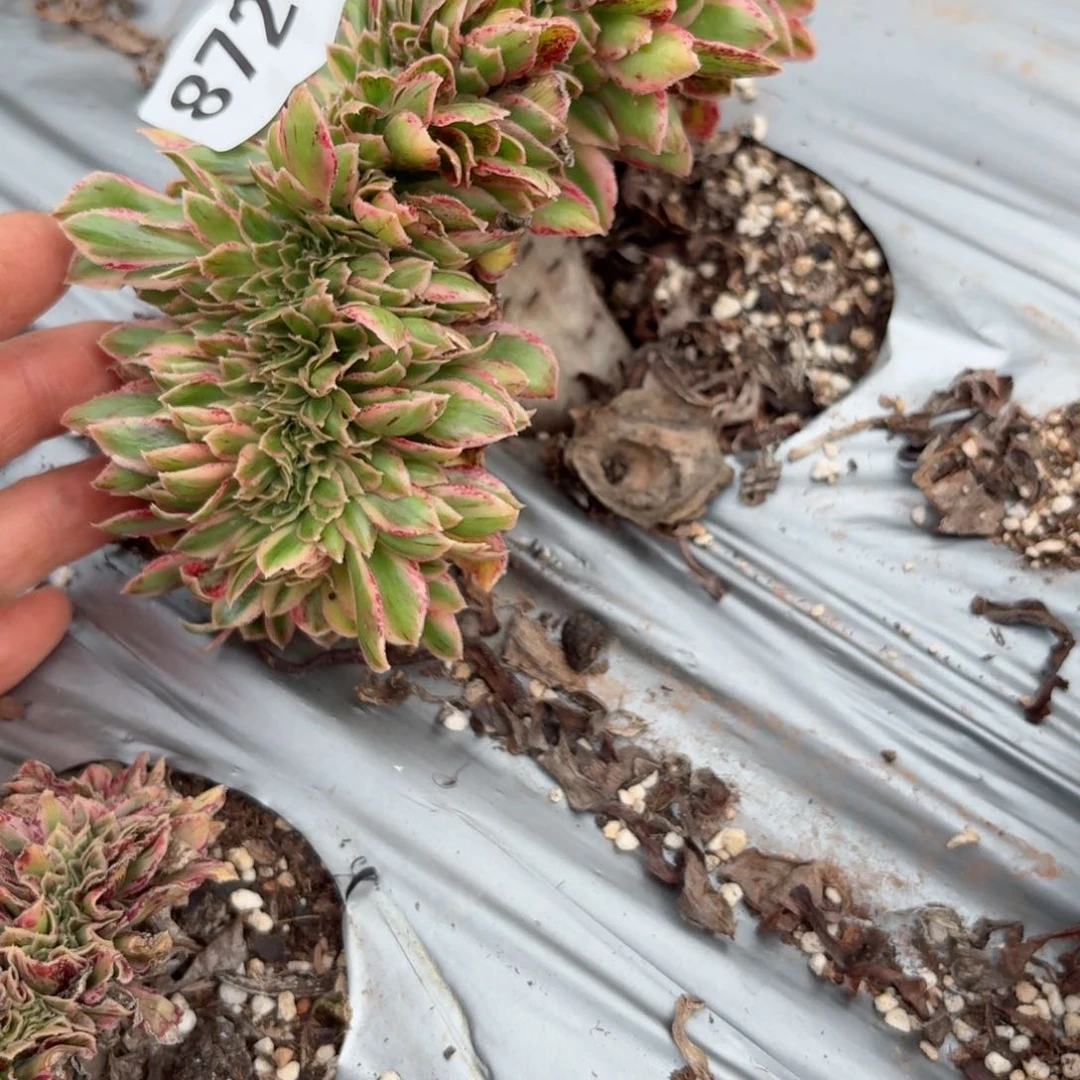 你8720 号多肉法师特价