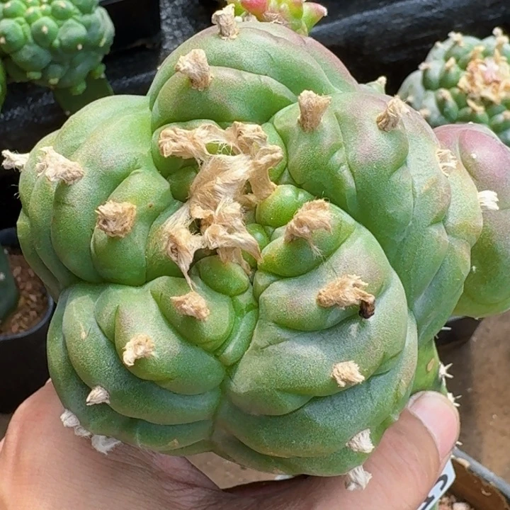 福利苗接肋骨510