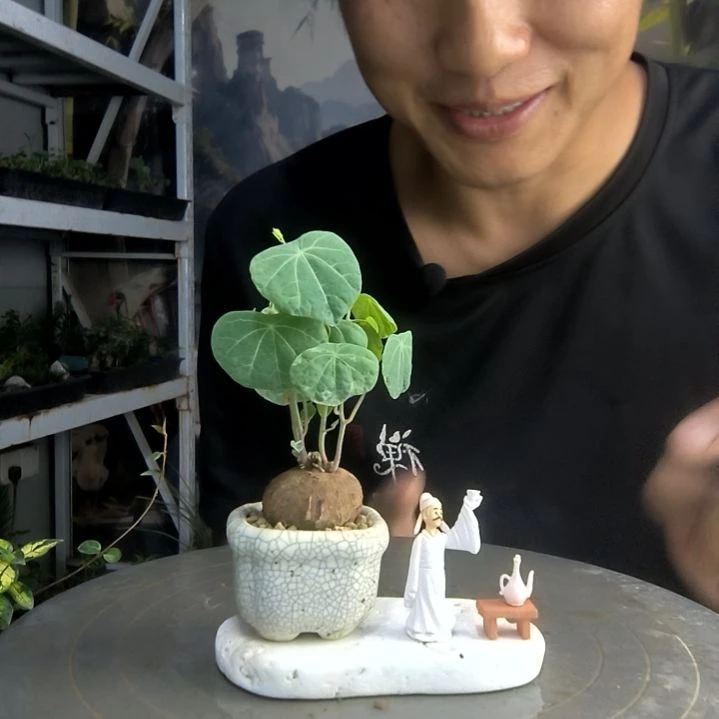 姚**去中青园艺一物一拍190