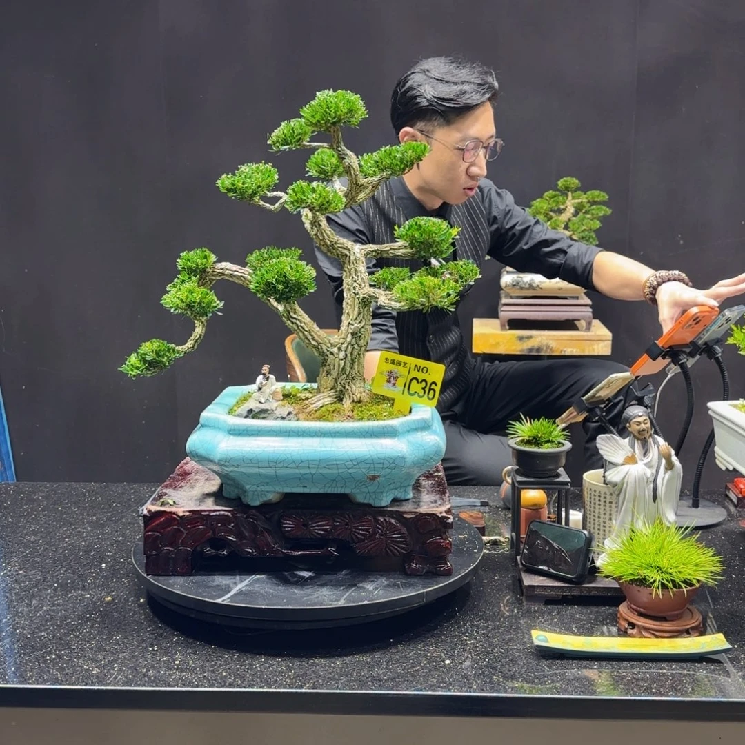 无花朵黄杨室内室外盆景艺术