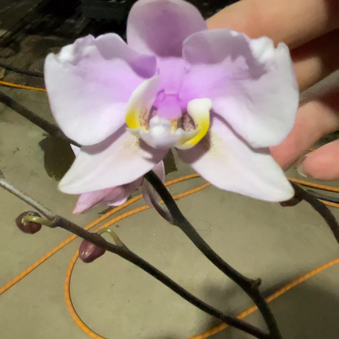 完全开放JG2314-1130