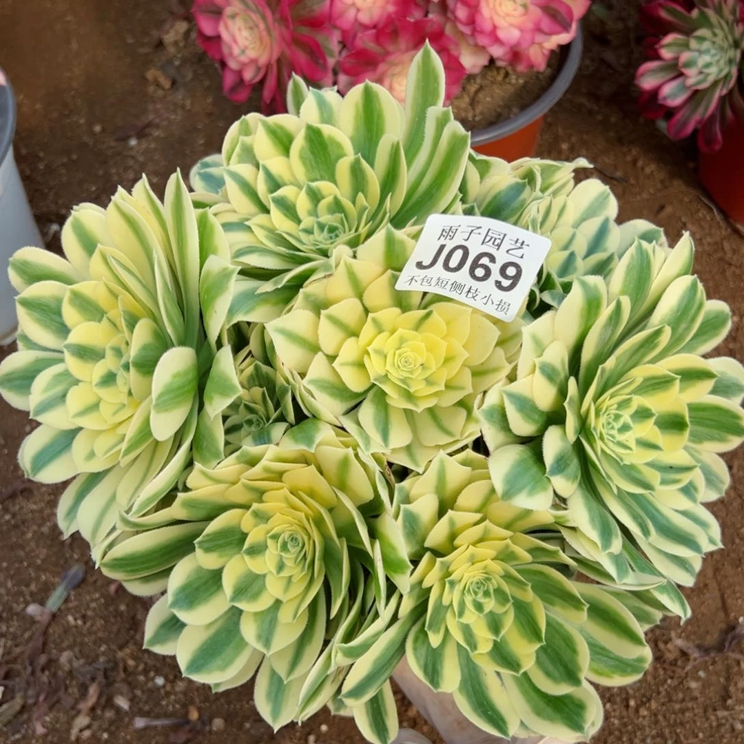 069迈巴赫尺寸25左右