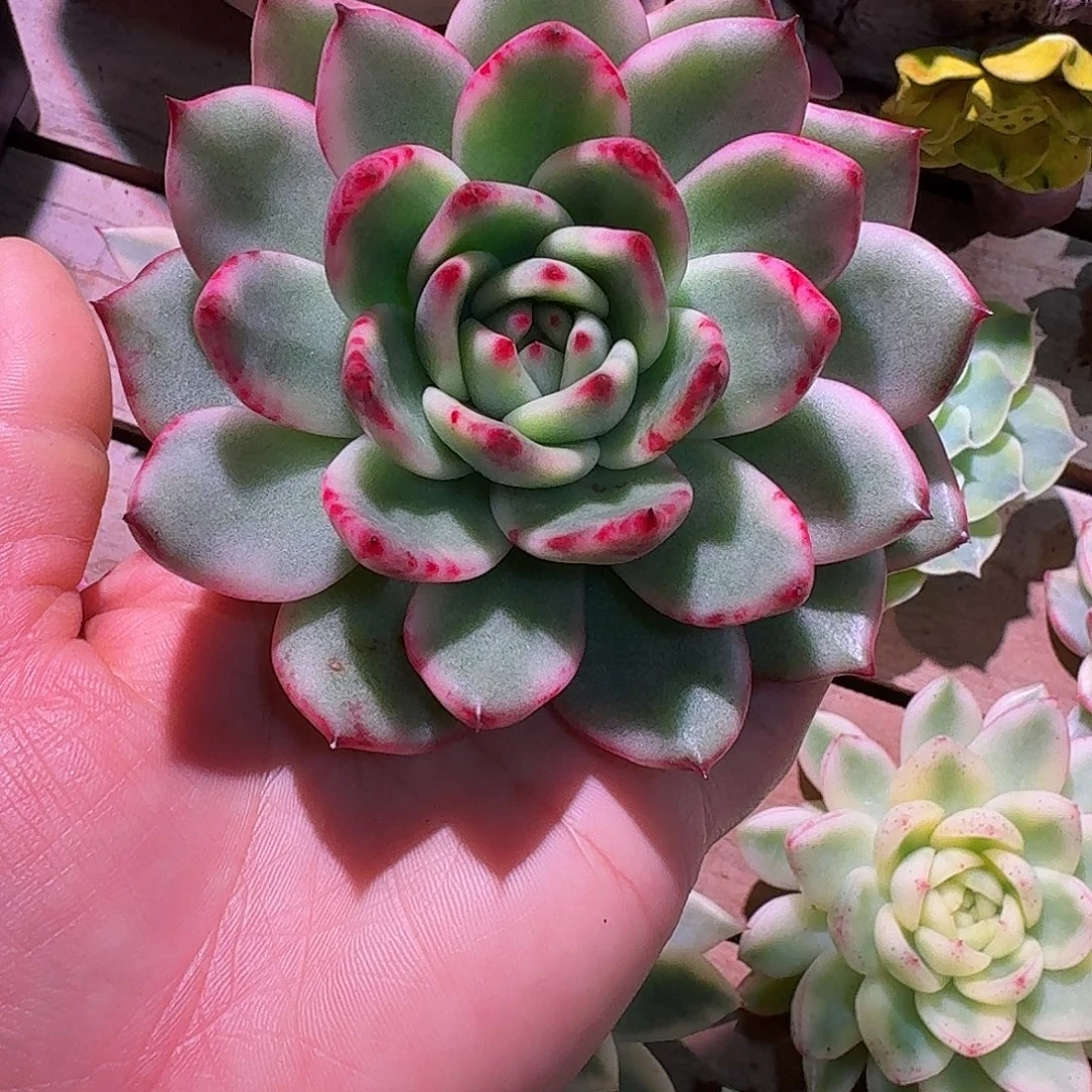 摩根锦多肉多肉多肉