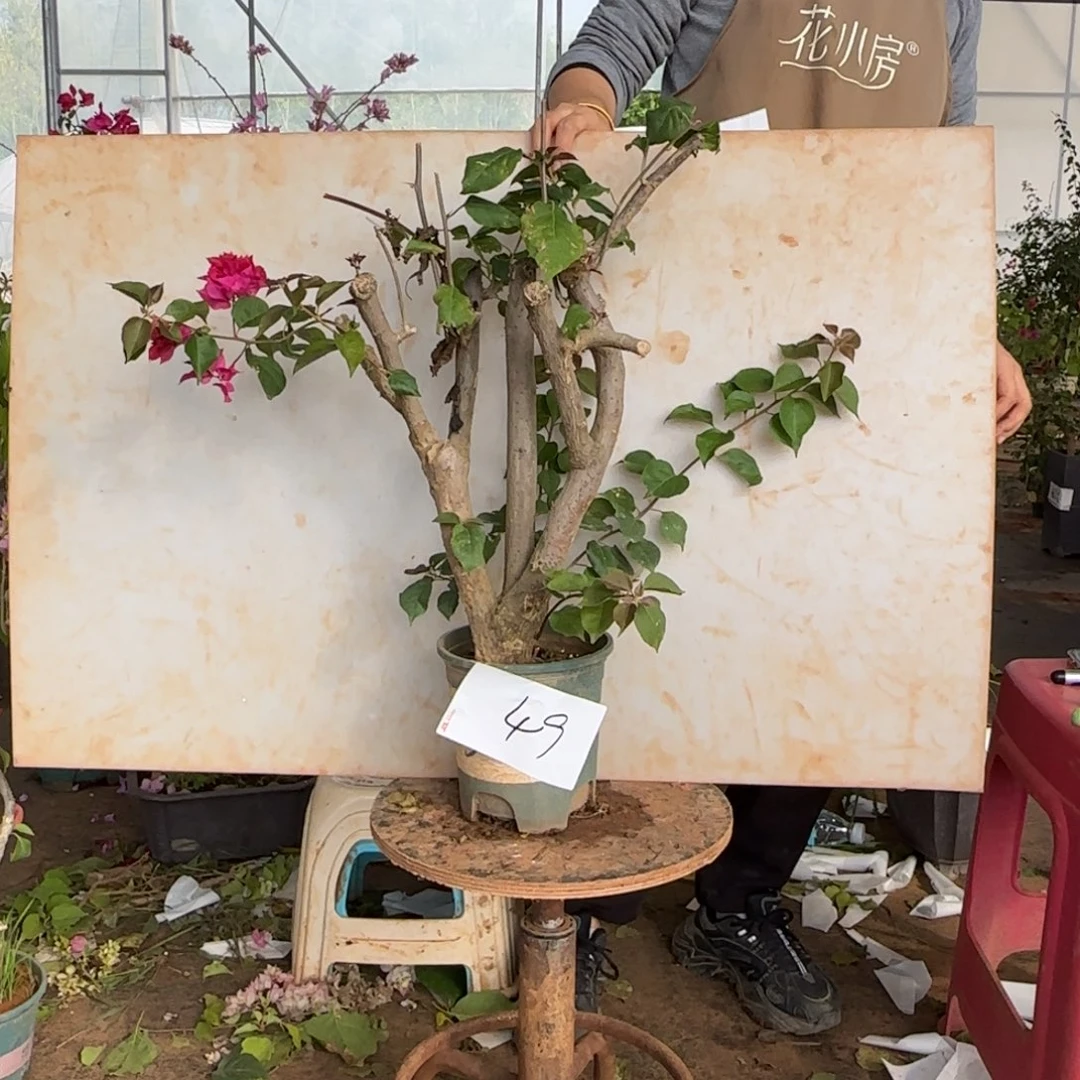 大部分花苞少量开放重瓣玫红 49