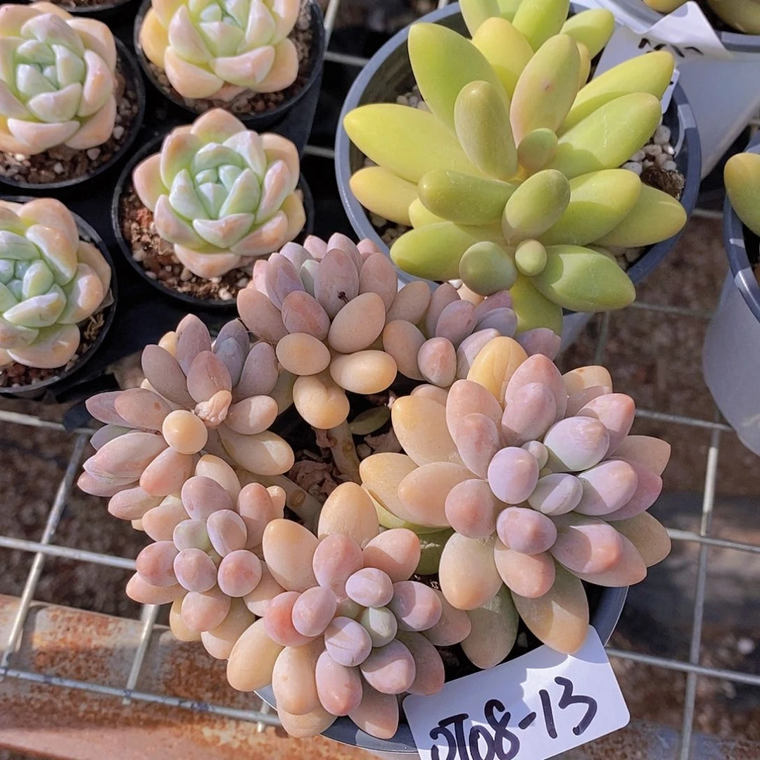 0708-13-汤圆群一物一拍
