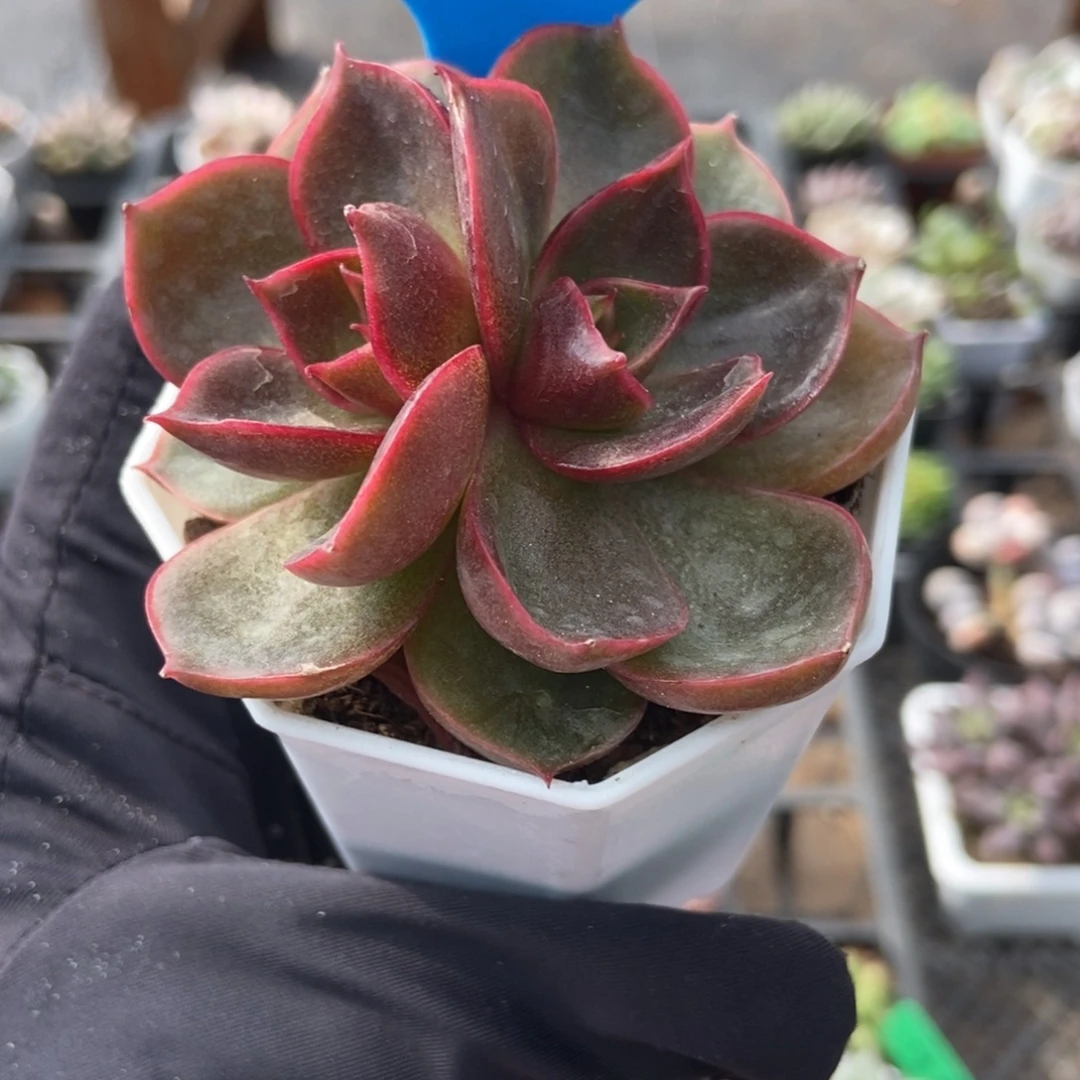 9018红灯多肉植物多肉