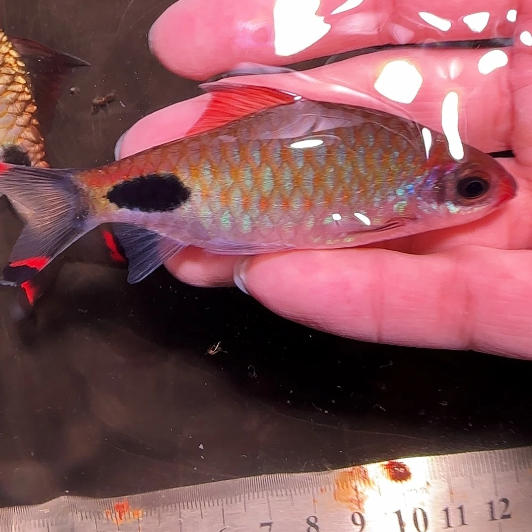 灯科鱼红线野22.22.22