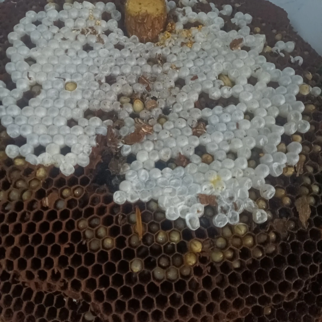 云南新鲜现挑，速冻蜂蛹高营养，高蛋白