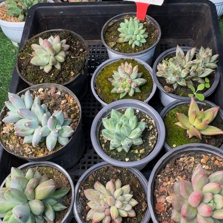 2516多肉植物一物一拍