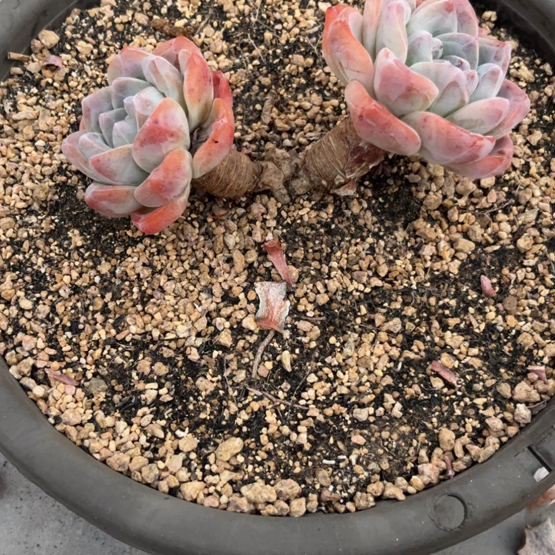 悦己专拍冰玉大粗腿老桩