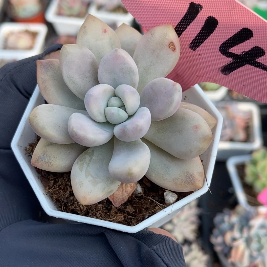 114奥普锦多肉植物