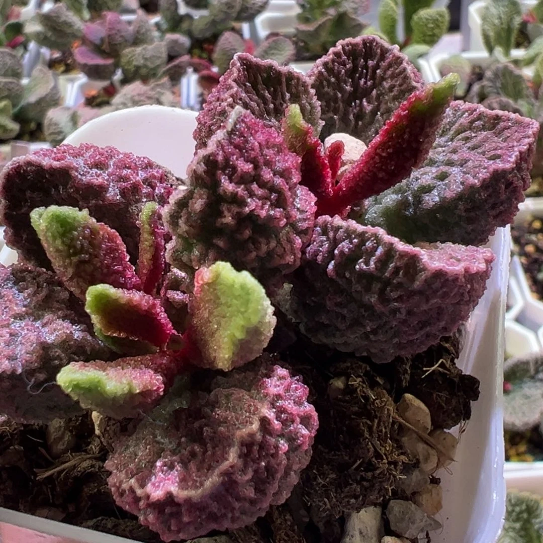 实生新品多肉植物水泡多肉植物