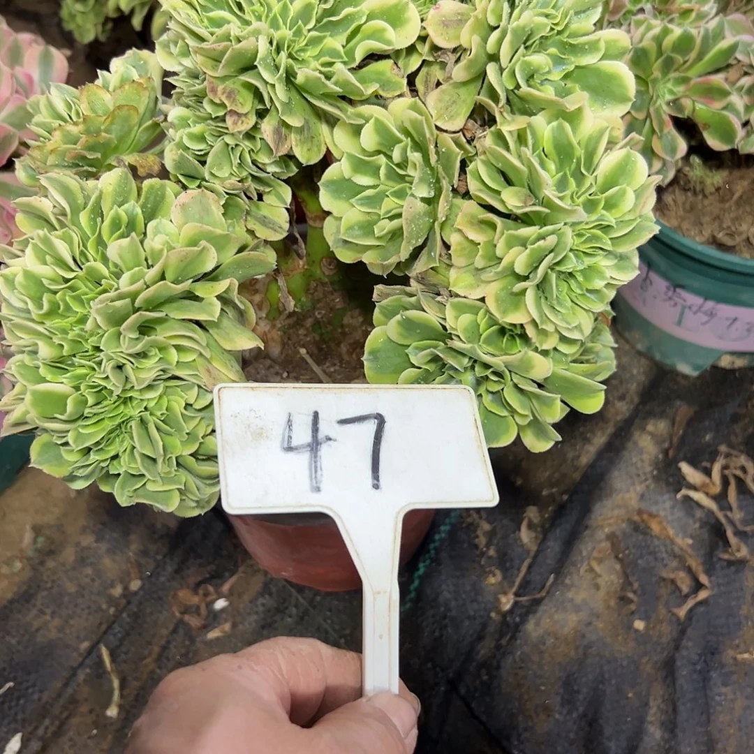 多肉植物绿豆沙缀花47
