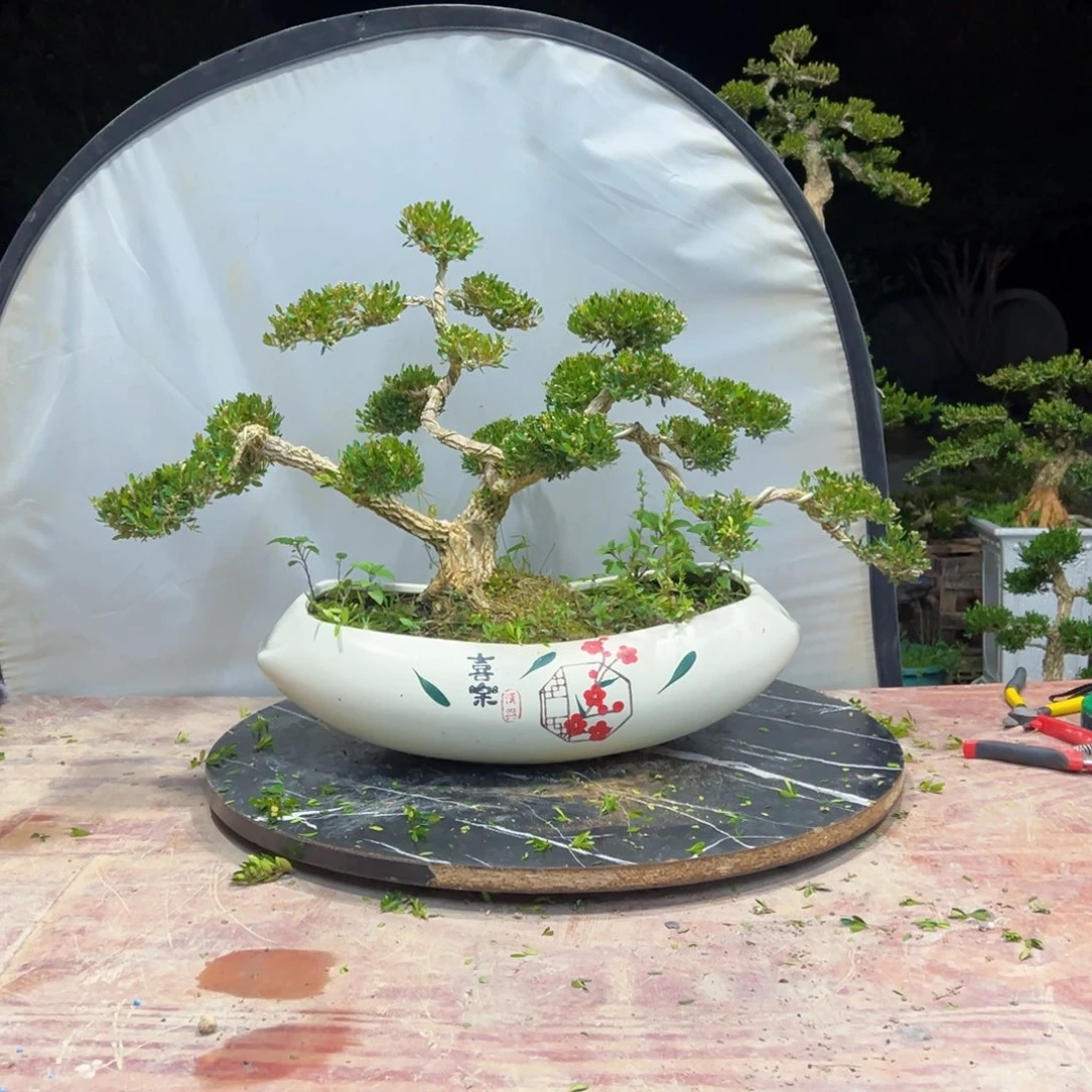 无花朵广东皱皮雀舌黄杨